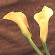Flor original dos tempos primordios da Africa do Sul.