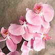 Phalaenopsis como é conhecido, é encontrado em galhos que podem ter até 25 flores.