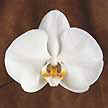 Phalaenopsis é uma variedades mais finas de orquideas.
