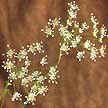 Flor de Cenoura