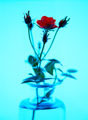 Rosas vermelhas num vaso em ambiente azul, calmo
