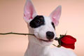 Bull Terrier com rosa vermelha na boca