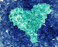 Rosas azuis de duas tonalidades. Desenho de um coração com rosas