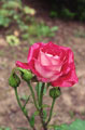 Rosa cor-de-rosa Grande plano