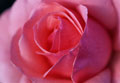 Grande plano de uma rosa cor-de-rosa.