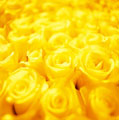 Cultivo de flores amarelas. Fotografia muito bela de rosas.