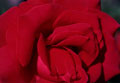 Grande plano de uma rosa vermelha aveludada