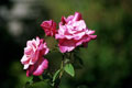 Rosas plantadas em jardim