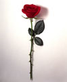 Fotografia de uma rosa vermelha solitária