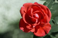 Grande plano de uma rosa vermelha