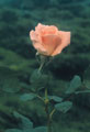Rosa solitária cor-de-rosa