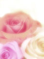 Foto ligeiramente desfocada de rosas tom pastel