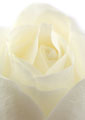 Grande plano de uma rosa branca