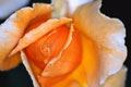 Grande plano de uma rosa laranja