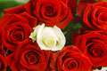 Rosa branca entre ramo de rosas vermelhas