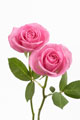 Duas rosas rosa em fundo branco