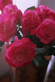 Ramo de rosas rosa
