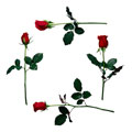 Margem de rosas vermelhas
