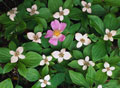 Rosa selvagem rodeada por canteiro de flores