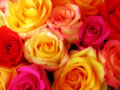 Bouquet de rosas multicoloridas