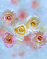 Ramo de rosas brancas e rosa