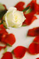 Rosa branca entre pétalas de rosa vermelha