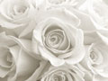 Grande plano de rosas brancas