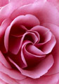 Grande plano de rosa cor-de-rosa, vista detalhada das pétalas