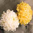 Mais conhecido como Crisantemo Bola.