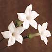 Stephanotis