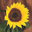 Girasol