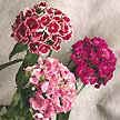 (Dianthus)