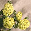 Viburnum